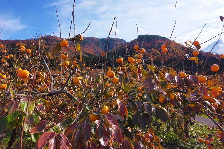 みしらず柿がたわわに実る畑の画像